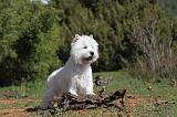 WESTIE 090